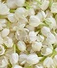 Jasmine